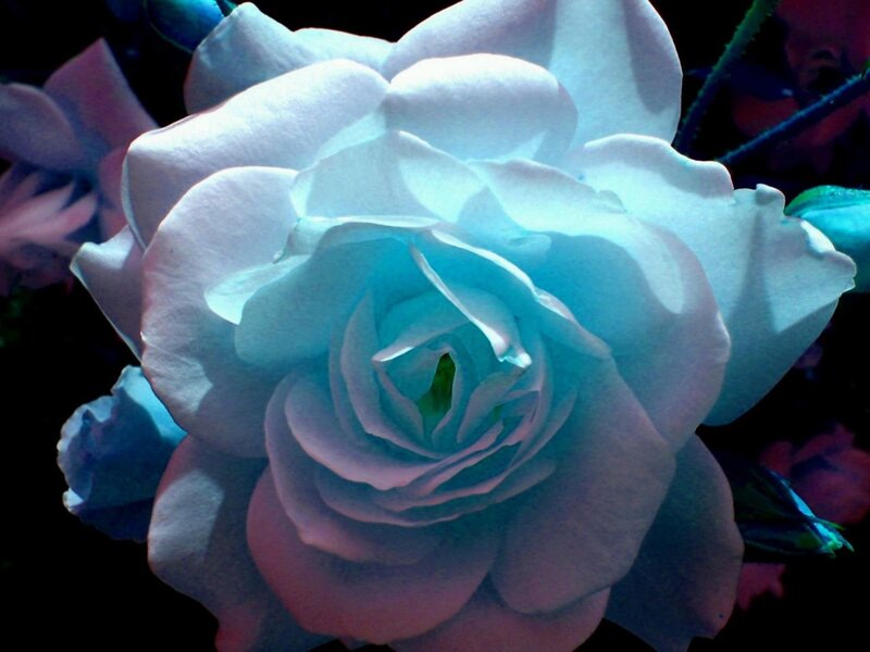 Blue Rose Flower — Dramatic, Night, Photograph, Petals, Stem, Bud