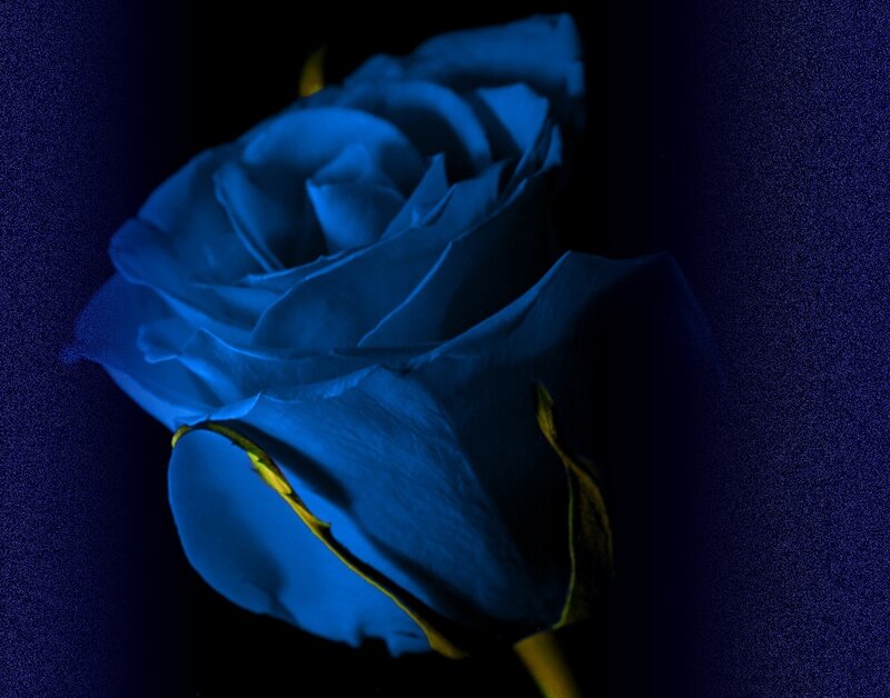 Blue Rose Flower — Dramatic, Night, Photograph, Petals, Stem
