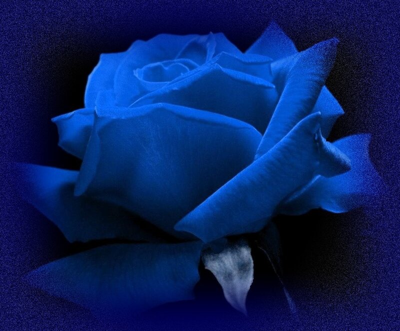 Blue Rose Flower — Dramatic, Night, Photograph, Petals