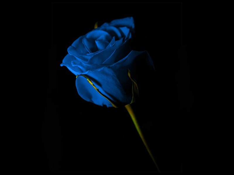 Blue Rose Flower — Dramatic, Night, Photograph, Stem