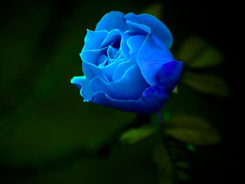 Blue Rose Flower — Dramatic, Night, Photograph