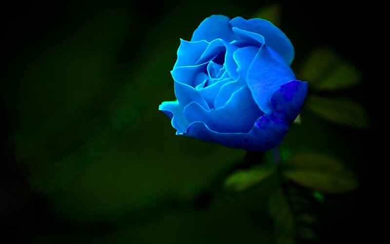 Blue Rose Flower — Dramatic, Night