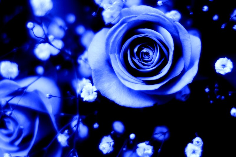 Blue Rose Flower — Dramatic, Photograph, Baby's Breath