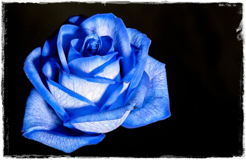 Blue Rose Flower — Dramatic, Photograph, Black Background