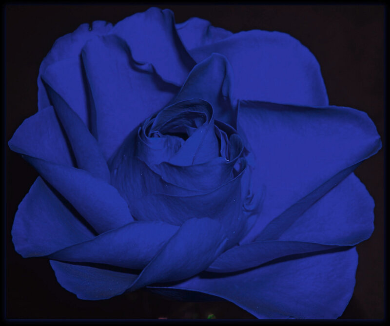 Blue Rose Flower — Dramatic, Photograph, Black