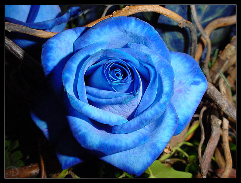 Blue Rose Flower — Dramatic, Photograph, Branches