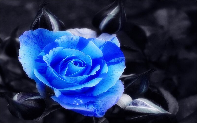 Blue Rose Flower — Dramatic, Photograph, Buds, Leaves