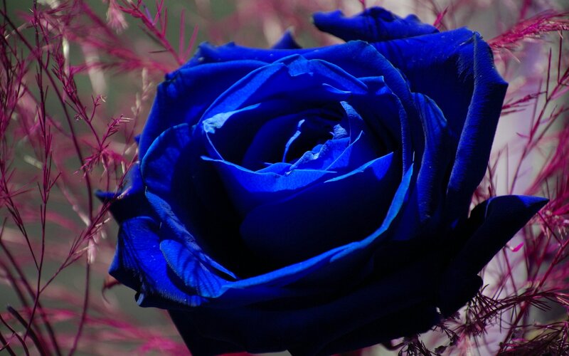 Blue Rose Flower — Dramatic, Photograph, Grass