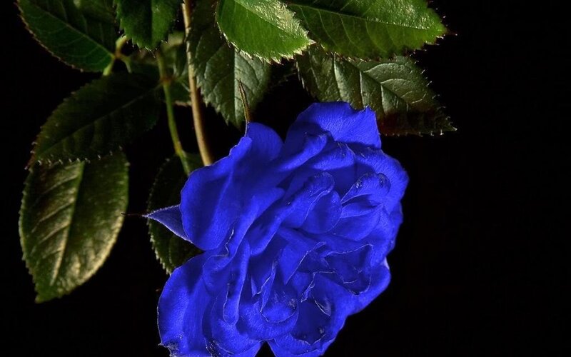 Blue Rose Flower — Dramatic, Photograph, Green Leaves, Stem