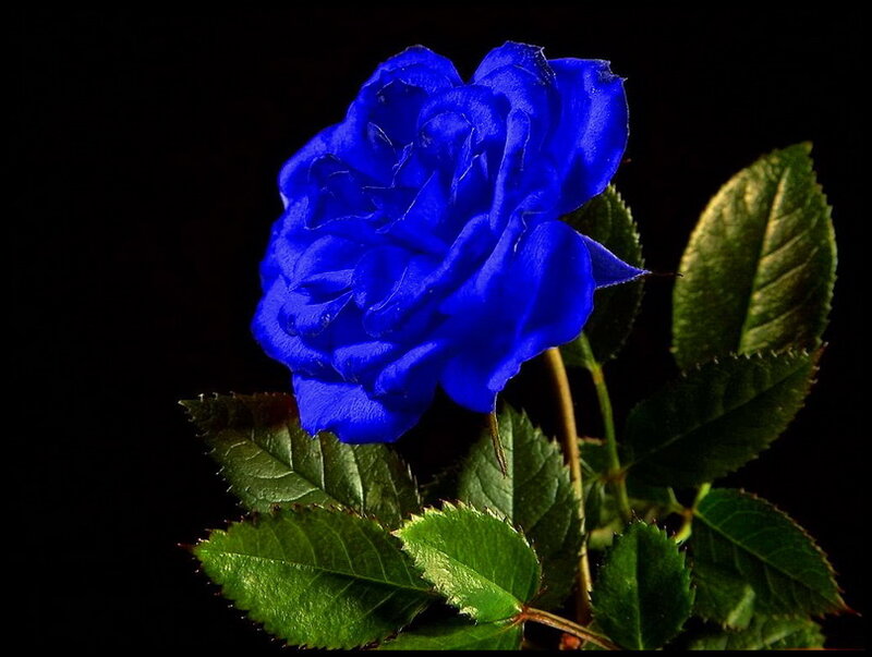 Blue Rose Flower — Dramatic, Photograph, Green Leaves