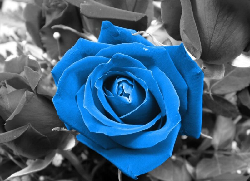 Blue Rose Flower — Dramatic, Photograph, Leaf, Bud