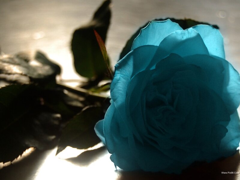 Blue Rose Flower — Dramatic, Photograph, Leaf, Stem