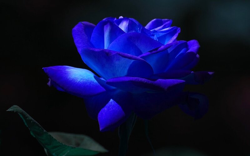 Blue Rose Flower — Dramatic, Photograph, Leaf