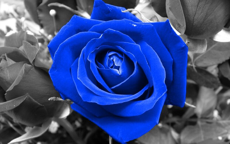 Blue Rose Flower — Dramatic, Photograph, Leaves, Bud