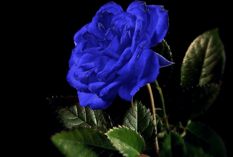 Blue Rose Flower — Dramatic, Photograph, Leaves, Stem