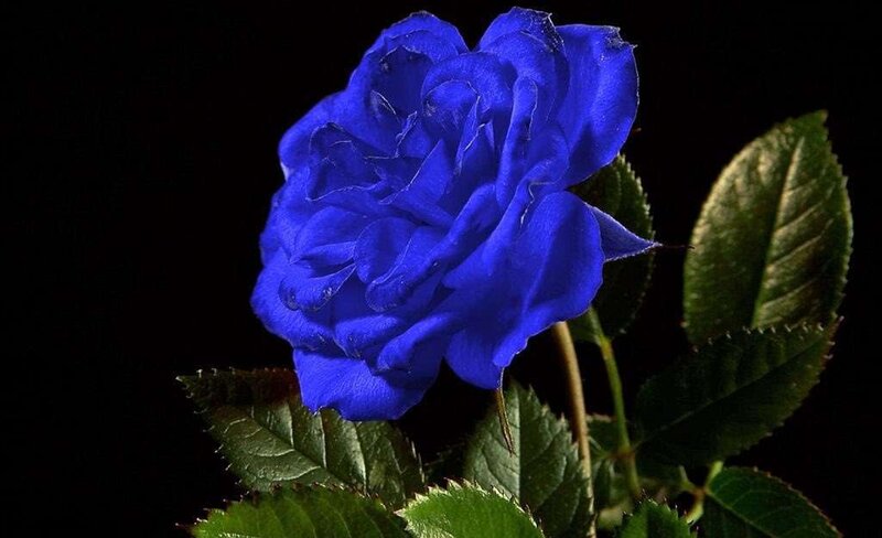 Blue Rose Flower — Dramatic, Photograph, Leaves
