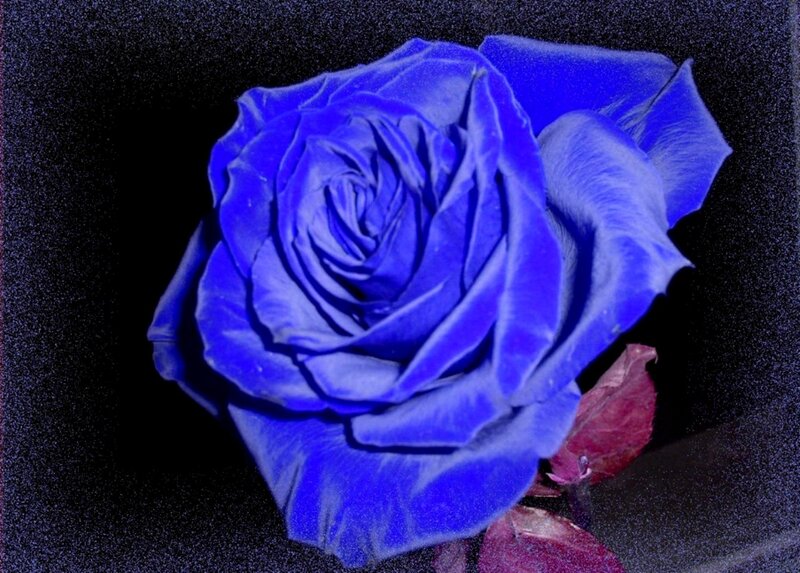 Blue Rose Flower — Dramatic, Photograph, Petal, Leaf
