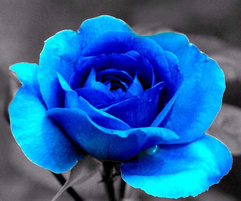 Blue Rose Flower — Dramatic, Photograph, Petal