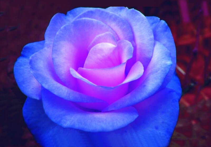 Blue Rose Flower — Dramatic, Photograph, Petals, Background
