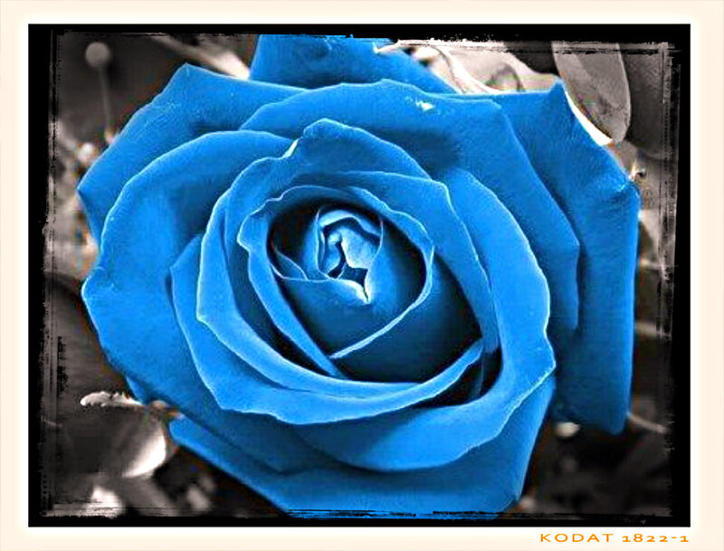 Blue Rose Flower — Dramatic, Photograph, Petals, Black and White Background