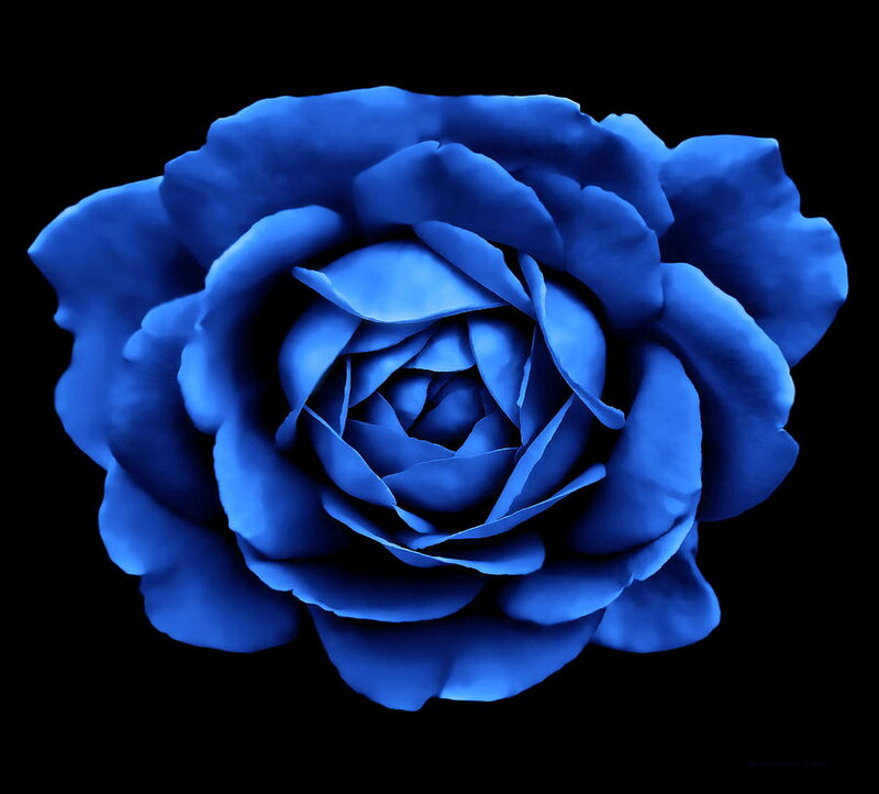 Blue Rose Flower — Dramatic, Photograph, Petals, Black Background