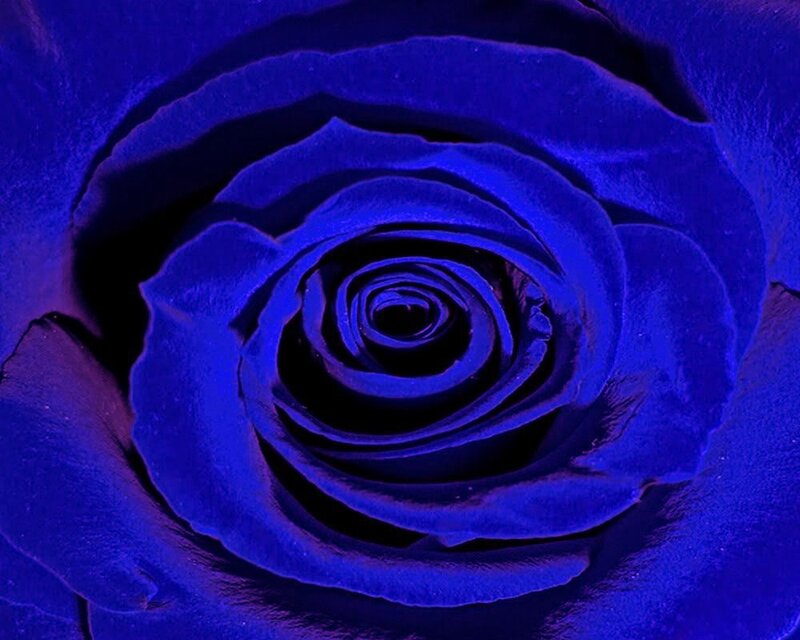 Blue Rose Flower — Dramatic, Photograph, Petals, Black