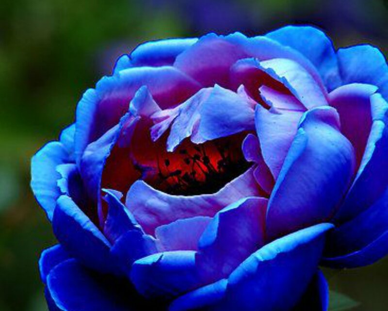 Blue Rose Flower — Dramatic, Photograph, Petals, Center