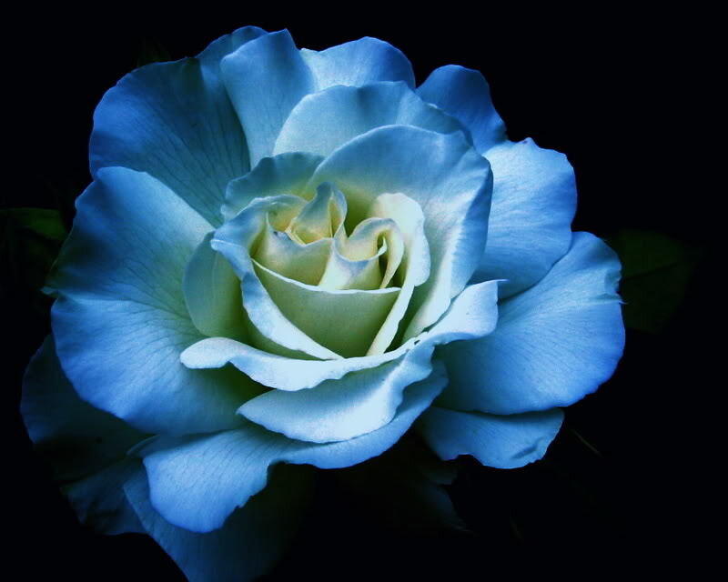 Blue Rose Flower — Dramatic, Photograph, Petals, Dark Background
