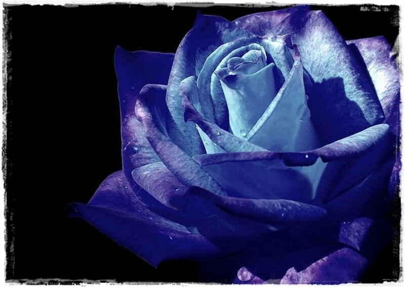 Blue Rose Flower — Dramatic, Photograph, Petals, Dark Background, Water Droplets