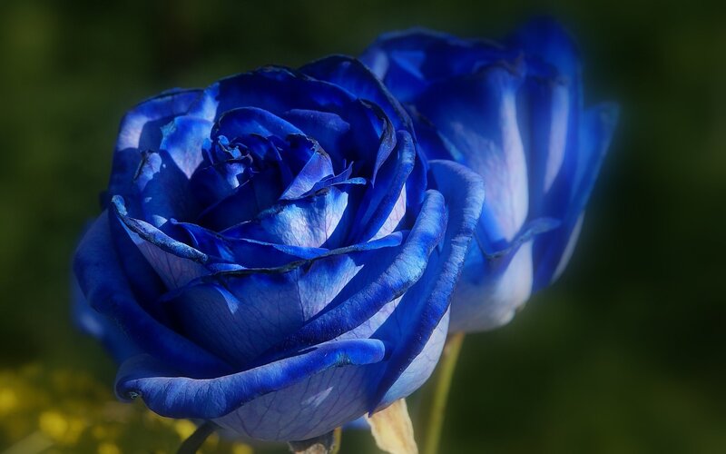 Blue Rose Flower — Dramatic, Photograph, Petals, Green Background