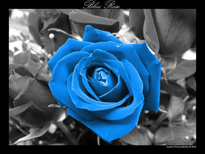 Blue Rose Flower — Dramatic, Photograph, Petals, Leaves