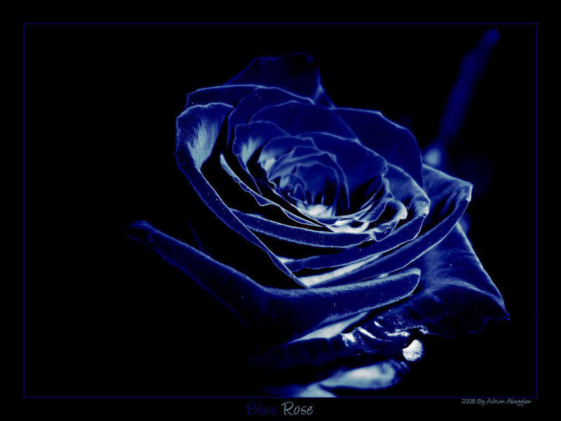 Blue Rose Flower — Dramatic, Photograph, Petals, Stem, Black