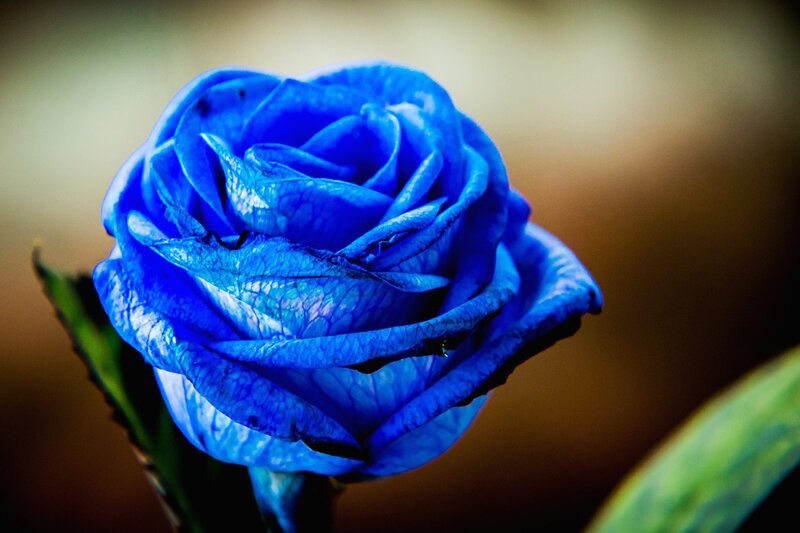 Blue Rose Flower — Dramatic, Photograph, Petals, Stem, Leaf
