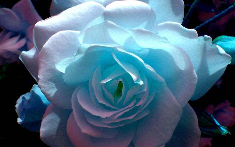 Blue Rose Flower — Dramatic, Photograph, Petals, Stem, Leaves