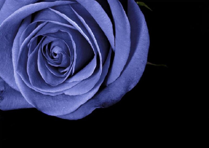 Blue Rose Flower — Dramatic, Photograph, Petals, Stem