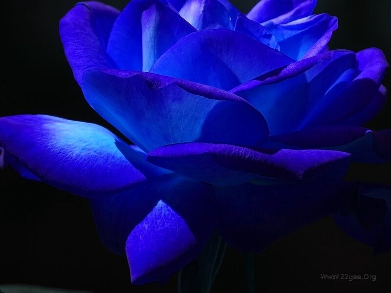 Blue Rose Flower — Dramatic, Photograph, Petals