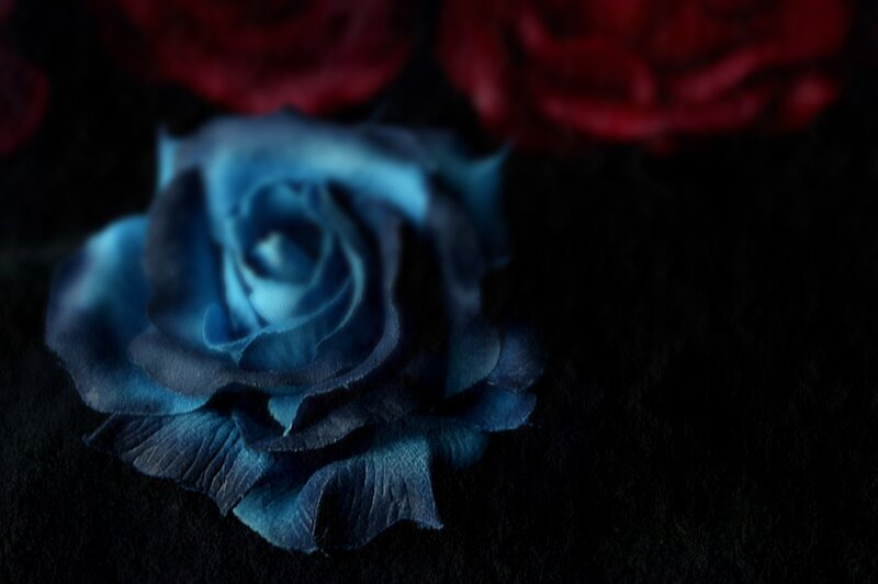 Blue Rose Flower — Dramatic, Photograph, Red Roses
