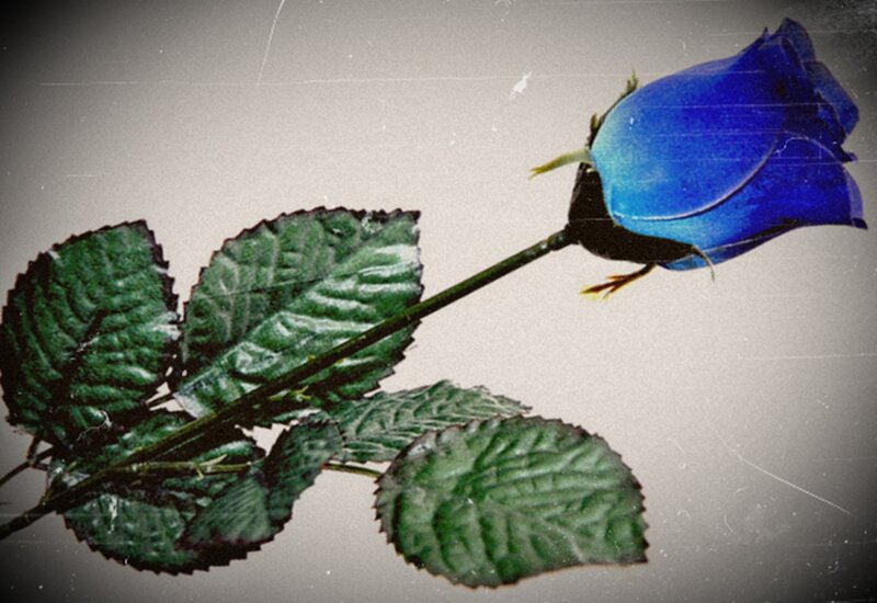 Blue Rose Flower — Dramatic, Photograph, Stem, Leaves