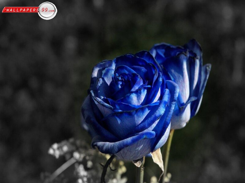 Blue Rose Flower — Dramatic, Photograph, Stem