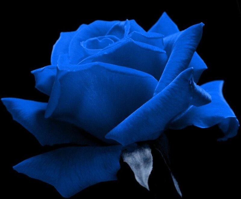 Blue Rose Flower — Dramatic