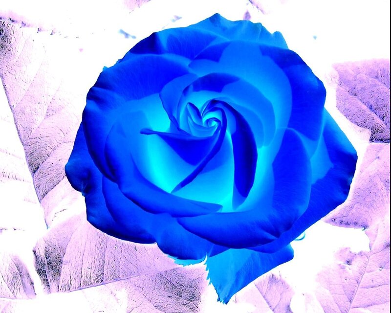 Blue Rose Flower — Dreamy, Digital Art, Leaf
