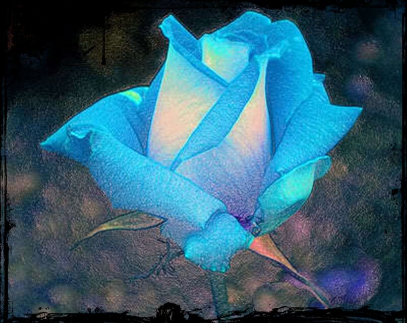 Blue Rose Flower — Dreamy, Digital Art