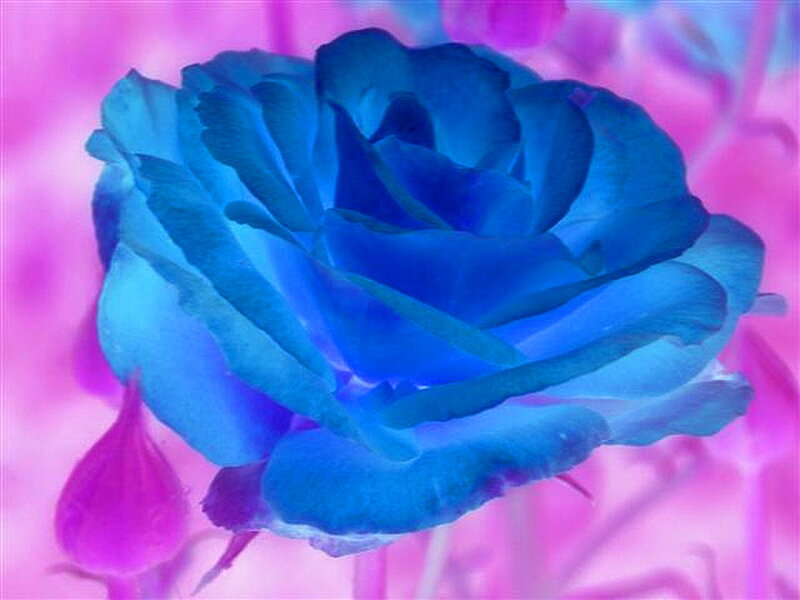 Blue Rose Flower — Dreamy, Photograph