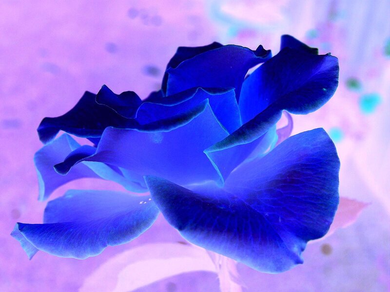 Blue Rose Flower — Dreamy