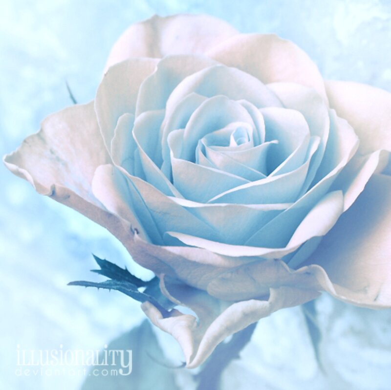 Blue Rose Flower — Light Blue, Serene, Photograph