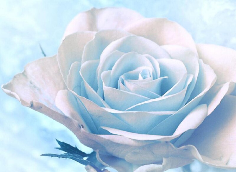 Blue Rose Flower — Light Blue, Serene
