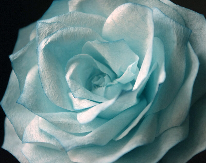 Blue Rose Flower — Light Blue