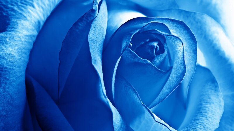 Blue Rose Flower — Photograph, Petals