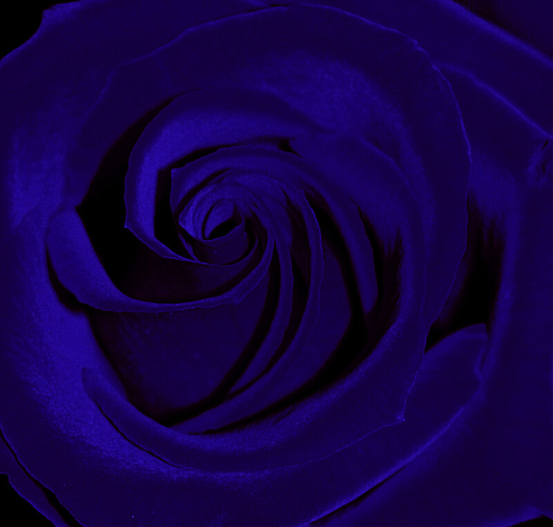 Blue Rose Flower — Purple, Dark
