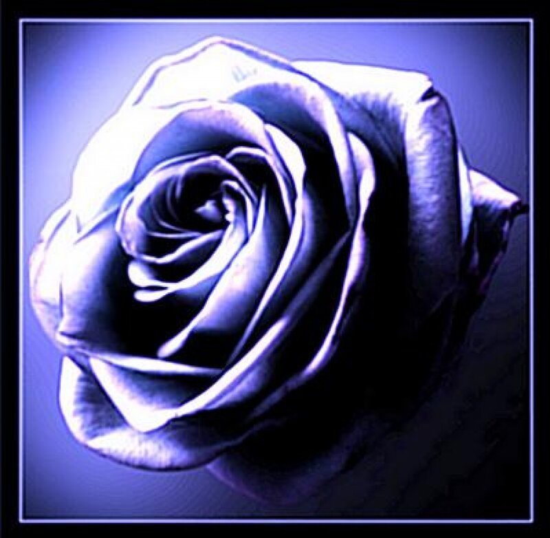 Blue Rose Flower — Purple, Dramatic, Digital Art
